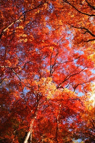 敷き紅葉　　～祇王寺（京都）～_c0235725_648421.jpg