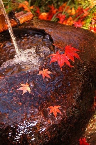 敷き紅葉　　～祇王寺（京都）～_c0235725_6515720.jpg
