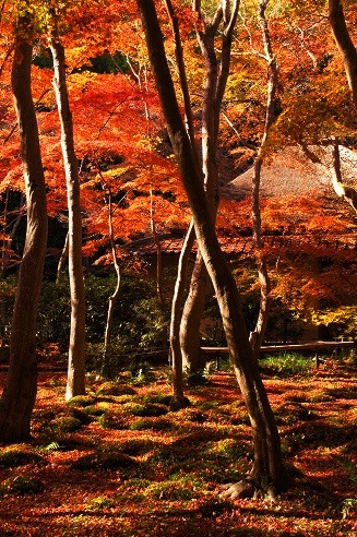 敷き紅葉　　～祇王寺（京都）～_c0235725_6522530.jpg