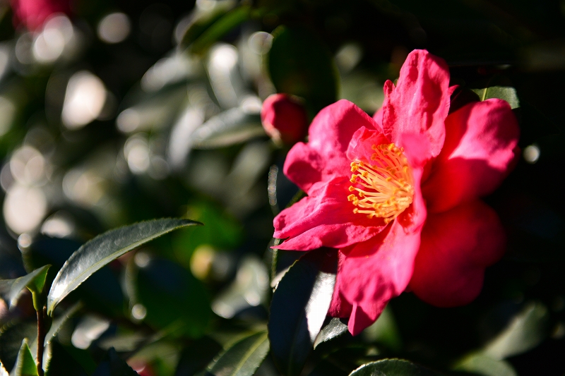 小石川植物園ワークショップ　ご報告_f0050534_16580441.jpg