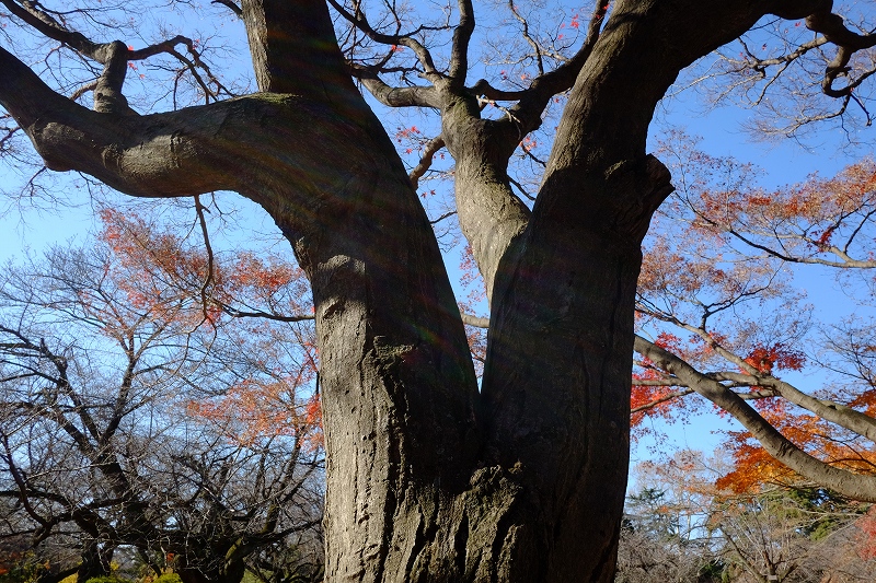 小石川植物園ワークショップ　ご報告_f0050534_17014635.jpg