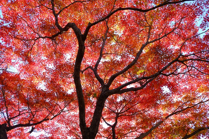 小石川植物園ワークショップ　ご報告_f0050534_17022911.jpg