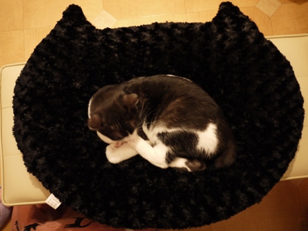【ゆきねこ雑貨店】ふわふわもこもこ黒猫クッションベッド。_a0143140_121074.jpg