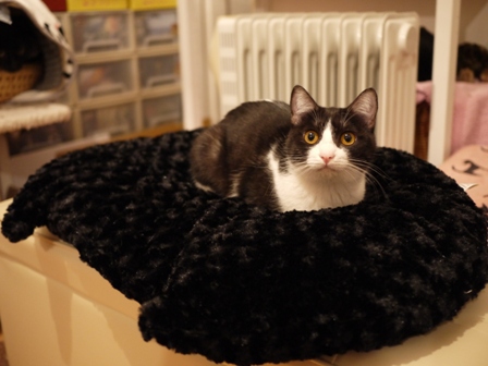 【ゆきねこ雑貨店】ふわふわもこもこ黒猫クッションベッド。_a0143140_152652.jpg