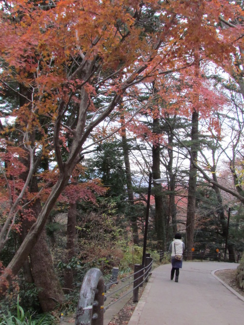 １２月１６日　　風邪が治りません。_f0117041_5332020.jpg