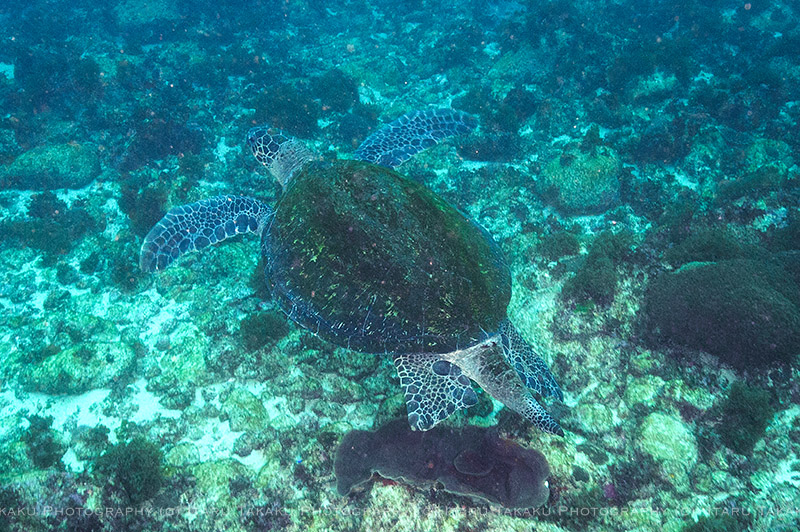 巨大なアオウミガメがゴロゴロいた!_b0186442_22133082.jpg