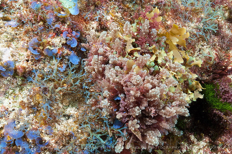 サンゴじゃなくて海藻の森だ。。。_b0186442_2237321.jpg