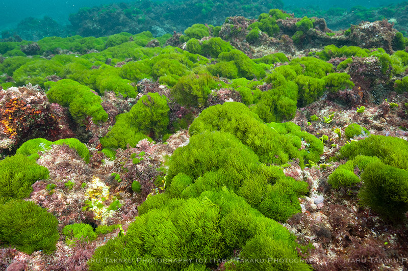 サンゴじゃなくて海藻の森だ。。。_b0186442_22375041.jpg