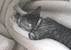 f0307146_1825222.gif