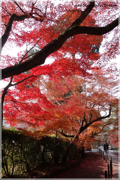 紅葉の絨毯　～光明寺～_a0177453_15394764.jpg