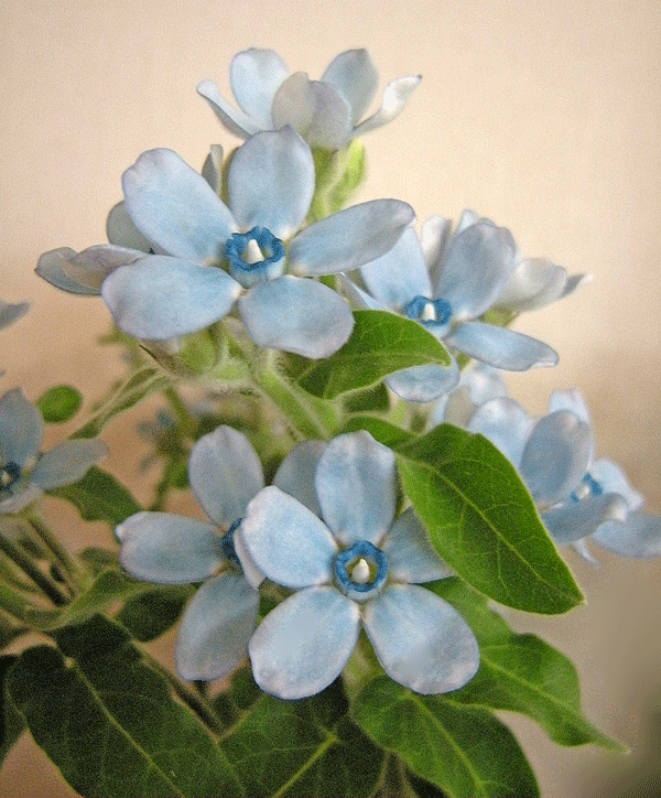 12月16日 ブルースターとホワイトスター 花ねこ日記