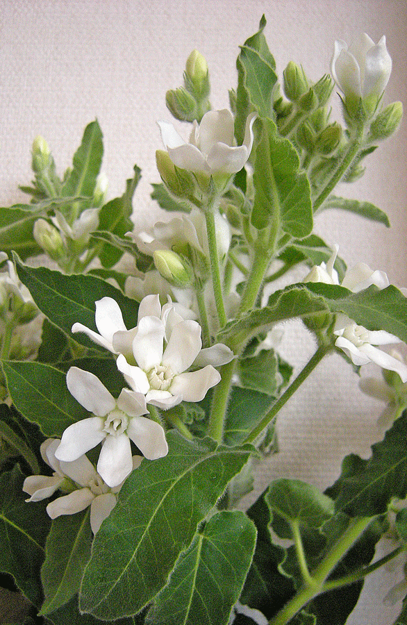 12月16日 ブルースターとホワイトスター 花ねこ日記 12月16日 ブルースターとホワイトスター 花ねこ日記