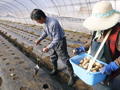 「長尾農園」 春の新ジャガイモの種蒔き!_a0254656_1743511.jpg