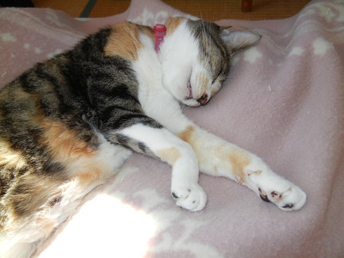’13,12,16(月)うちのセコム!_f0060461_9294012.jpg