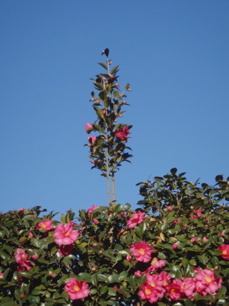 f0208666_2141892.jpg