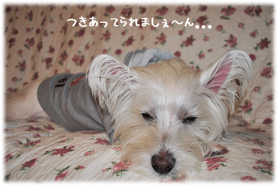 b0242873_159832.png