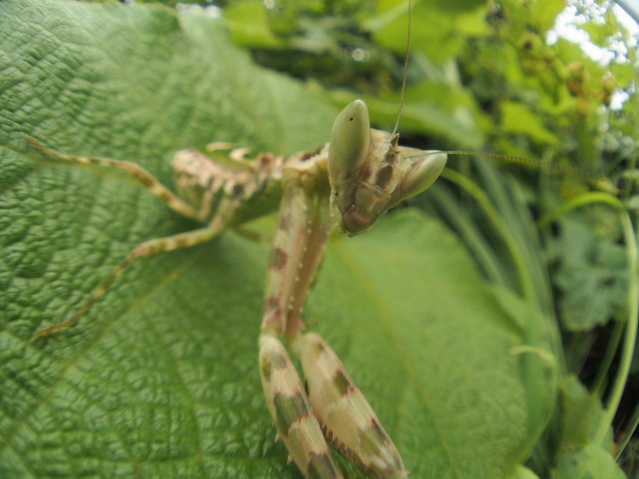 ヒョウモンカマキリの仲間　（2013年12月18日）_e0272773_21181621.jpg