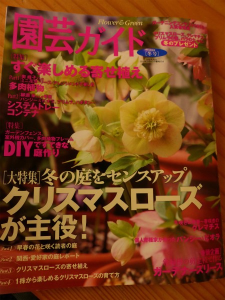 クリスマスローズ 開花株の植え替え しぶかわにわ