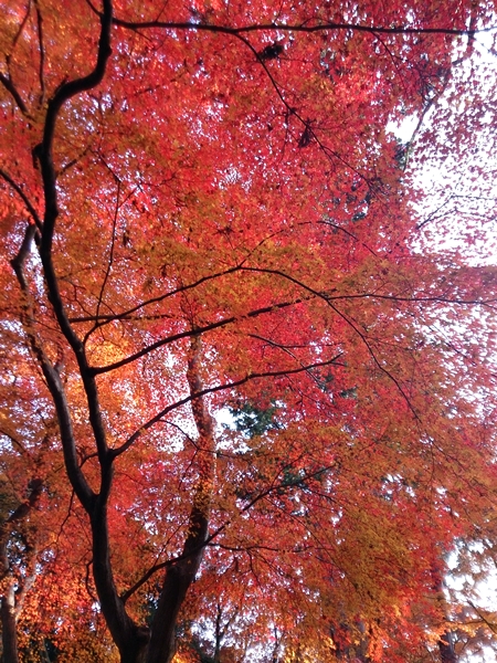 紅葉2013＠真如堂_c0228404_2141878.jpg