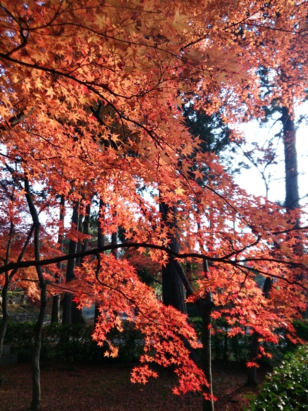 紅葉2013＠真如堂_c0228404_2142273.jpg