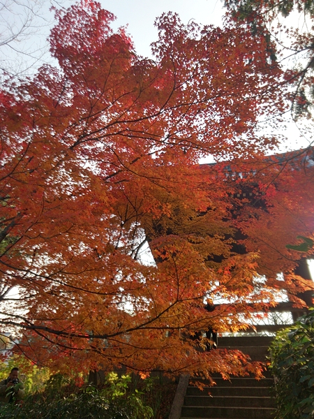 紅葉2013＠真如堂_c0228404_214264.jpg