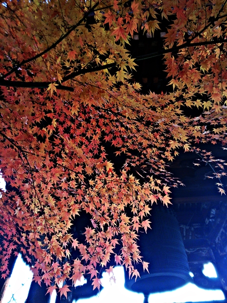 紅葉2013＠真如堂_c0228404_2201575.jpg