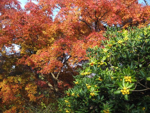 ～紅葉狩り。（白野江植物公園）⑤_b0203919_2026408.jpg