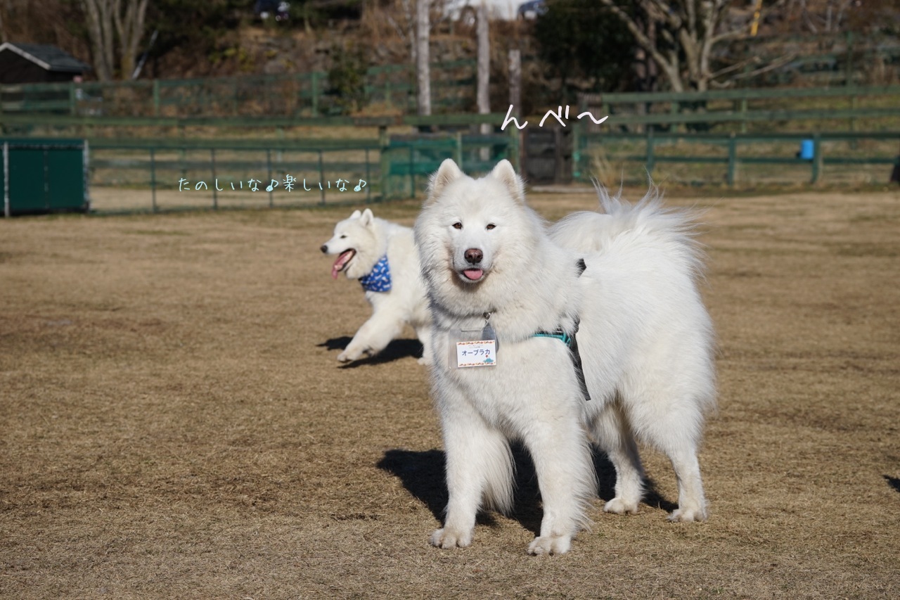 富士サモ★2013_その一_f0234023_09402307.jpg