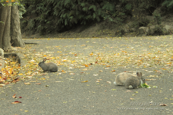 うさぎ島登山♪②**山の上のうさぎたち_b0197639_1811592.jpg