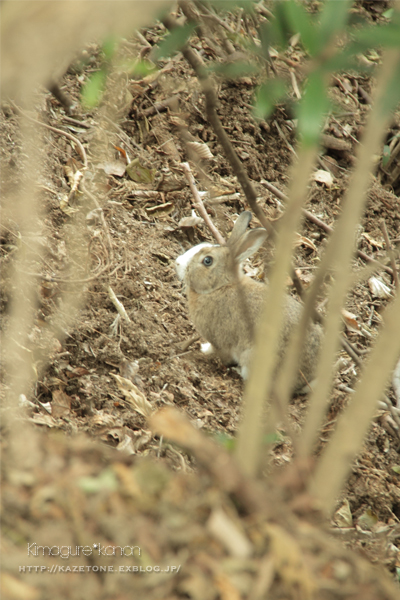 うさぎ島登山♪②**山の上のうさぎたち_b0197639_189693.jpg