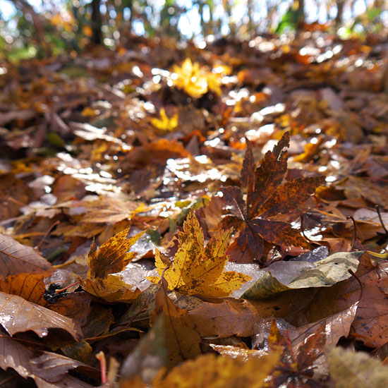 落葉の森_c0067040_224252.jpg