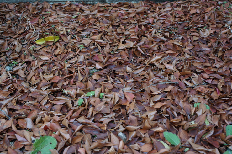 ズミクロン35mmとNEX-6_b0233441_15144342.jpg