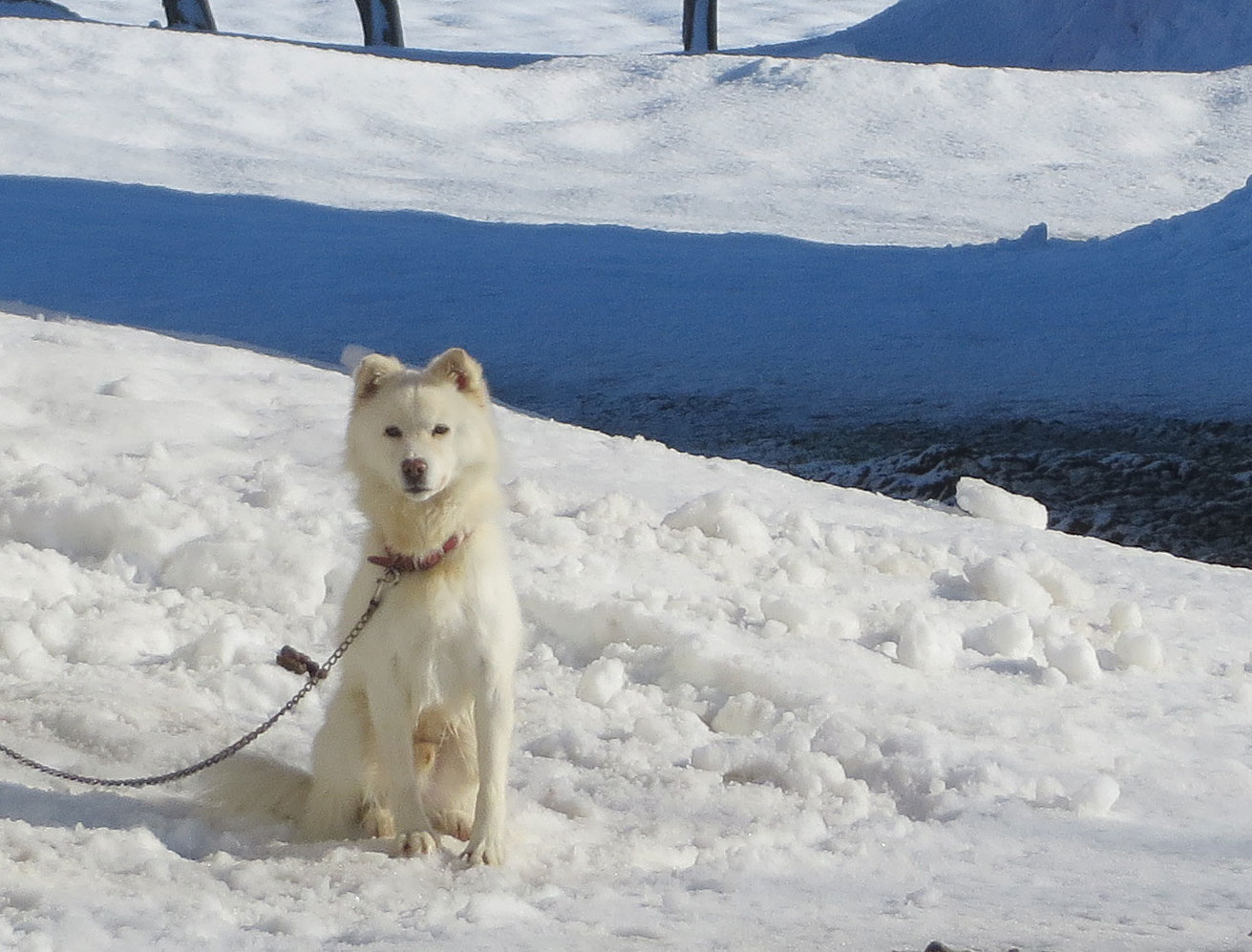 ふゆさんぽ犬_f0221648_18521547.jpg