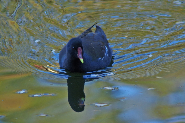 石神井公園の鳥と紅葉_b0144049_20123463.jpg