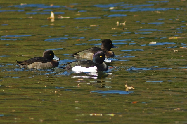 石神井公園の鳥と紅葉_b0144049_2084594.jpg