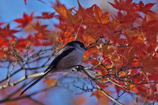 石神井公園の鳥と紅葉_b0144049_21582770.jpg