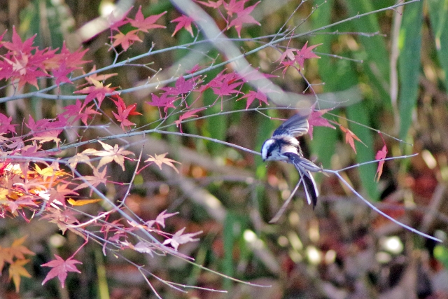 石神井公園の鳥と紅葉_b0144049_21584895.jpg