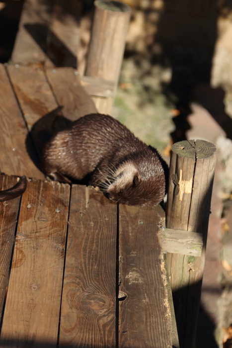 かわいいカワウソくん♪_d0152261_2228553.jpg