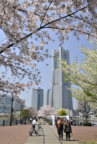 『横浜の桜』　運河パークから　_d0251161_14551425.jpg