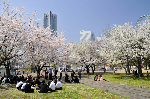 『横浜の桜』　運河パークから　_d0251161_1456499.jpg