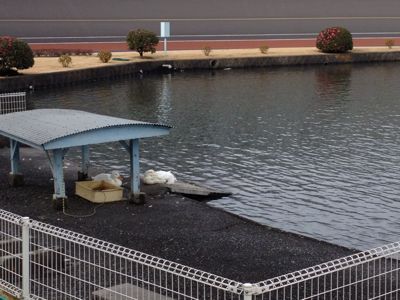 競輪場の動物園_b0290173_192562.jpg