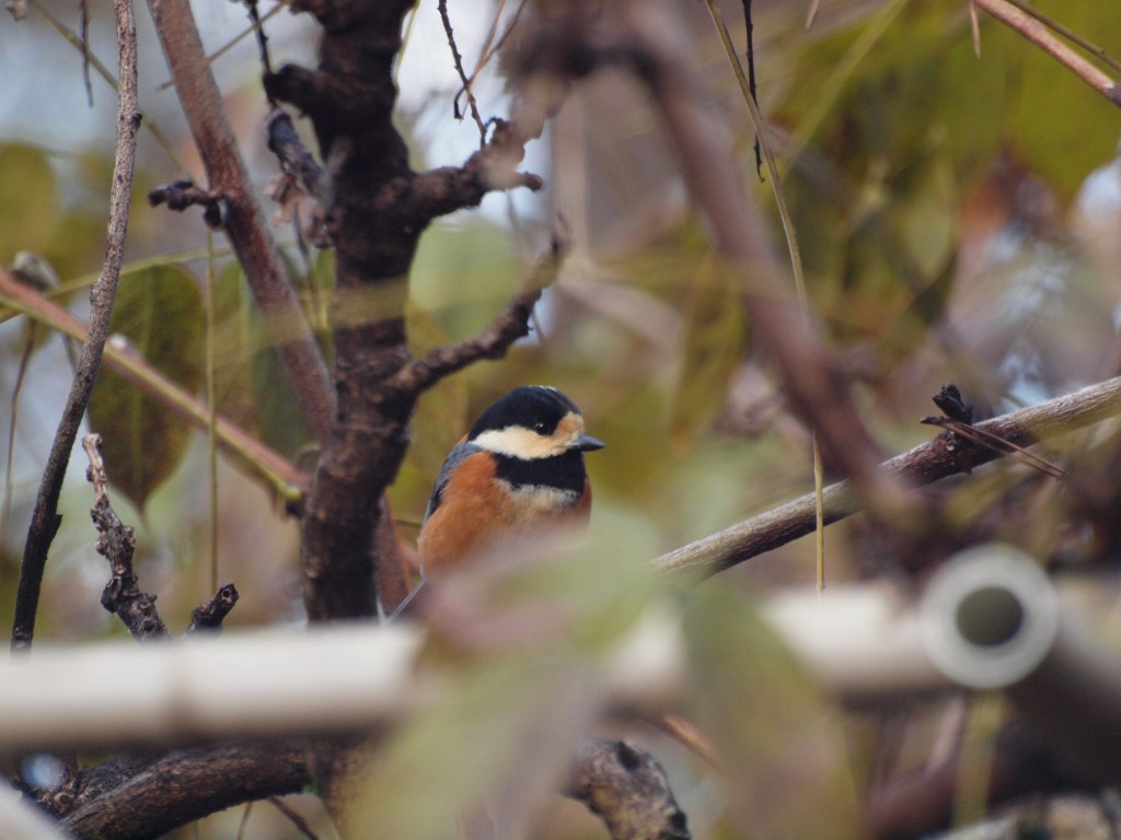 岐阜公園の野鳥達～』 : 自然風の自然風だより