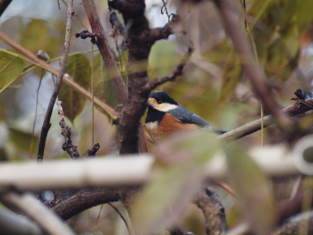 鳥と木の枝 5e0914104b223797ab04ae585cdc37