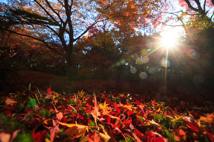 紅葉2013　宝筐院！_b0128581_18262944.jpg