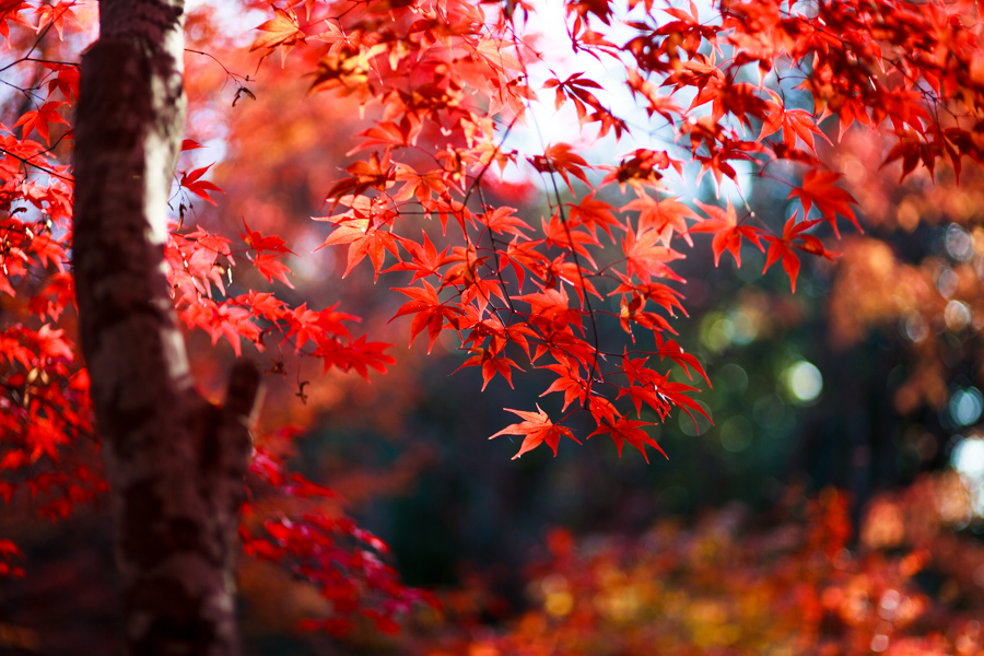 紅葉2013　宝筐院！_b0128581_18263981.jpg