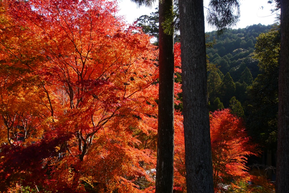 遠州三山と小国神社の紅葉めぐり_c0252688_00450583.jpg