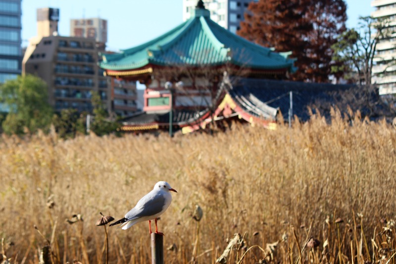 不忍池の野鳥☆_a0127090_12462918.jpg