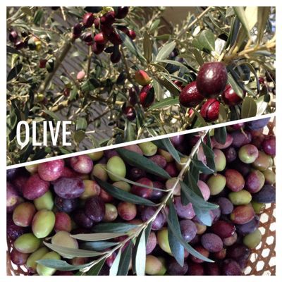 OLIVE_c0137591_014937.jpg