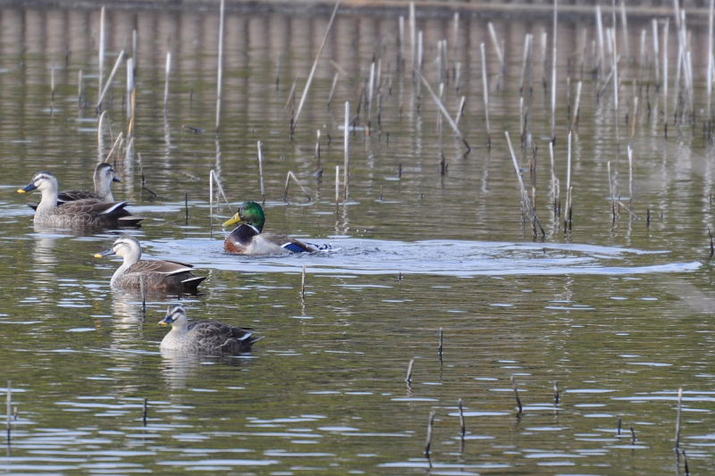 野鳥園大騒ぎ･１本足のハクセキレイ・センニンソウ_d0261298_22423021.jpg