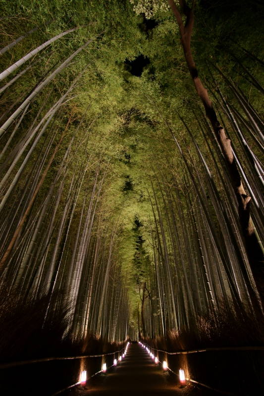 嵐山花灯路　竹林の小径_e0177413_18254644.jpg